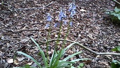 Springtime in Grunty Fen